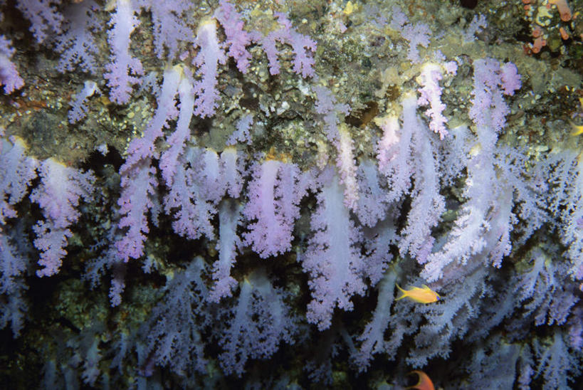 无人,横图,俯视,室外,白天,旅游,度假,海底,水下,海浪,海洋,礁石,石头,美景,马尔代夫,亚洲,石子,景观,浪花,水底,娱乐,海洋生物,无脊椎动物,紫色,自然,海水,享受,休闲,景色,放松,海底世界,腔肠动物,软珊瑚,自然风光,南亚,海景,马尔代夫共和国,珊瑚虫,大海,风浪,海,海床,海水的波动,礁,近岸浪,石块,岩石,涌浪,半身,彩图,高角度拍摄