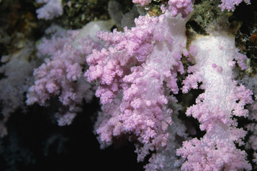 无人,横图,室外,特写,白天,正面,旅游,度假,海底,水下,海浪,海洋,礁石,石头,美景,马尔代夫,亚洲,石子,景观,浪花,水底,娱乐,海洋生物,无脊椎动物,粉色,自然,海水,享受,休闲,景色,放松,海底世界,腔肠动物,软珊瑚,自然风光,南亚,海景,马尔代夫共和国,珊瑚虫,大海,风浪,海,海床,海水的波动,礁,近岸浪,石块,岩石,涌浪,半身,彩图