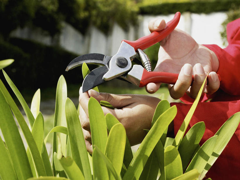 西方人,手,一个人,站,横图,室外,特写,白天,侧面,植物,欧洲,欧洲人,双手,仅一个男性,仅一个人,握,修剪,服装,环保,朦胧,模糊,工具,剪刀,园艺工具,园艺,防护,拿,拿着,休闲装,树,树木,仅一个年轻男性,衣服,红色,绿色,自然,站着,休闲,手部,休闲服,握着,服饰,生长,成长,裁剪,剪子,剪裁,切割,美好,美妙,间隔,美观,雅观,篱笆剪,整篱剪,绿篱,生篱,树篱,植篱,男人,男性,年轻男性,白种人,站立,半身,彩图