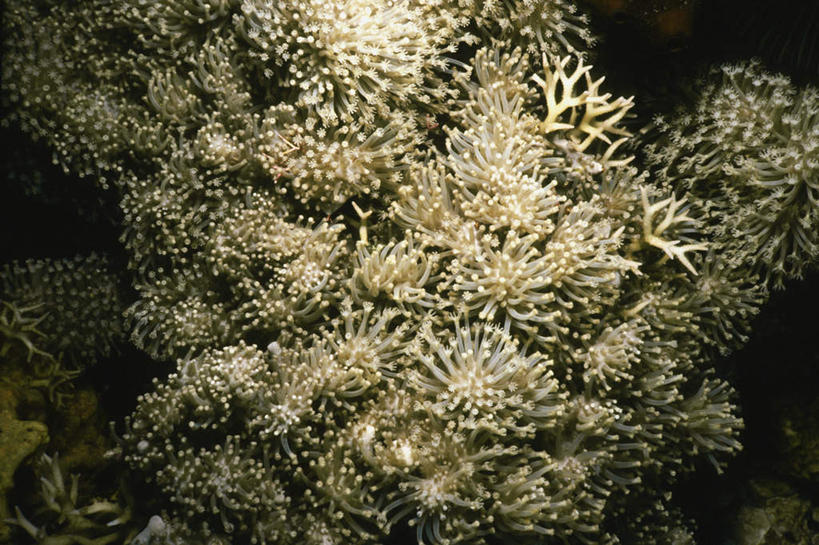 无人,横图,俯视,室外,白天,旅游,度假,海底,水下,海浪,海洋,礁石,石头,美景,非洲,坦桑尼亚,石子,景观,浪花,水底,娱乐,海洋生物,无脊椎动物,自然,海水,享受,休闲,金色,景色,放松,海底世界,腔肠动物,软珊瑚,自然风光,海景,东非,桑给巴尔,坦桑尼亚联合共和国,占吉巴,珊瑚虫,奔巴岛,大海,风浪,海,海床,海水的波动,礁,近岸浪,石块,岩石,涌浪,半身,彩图,高角度拍摄