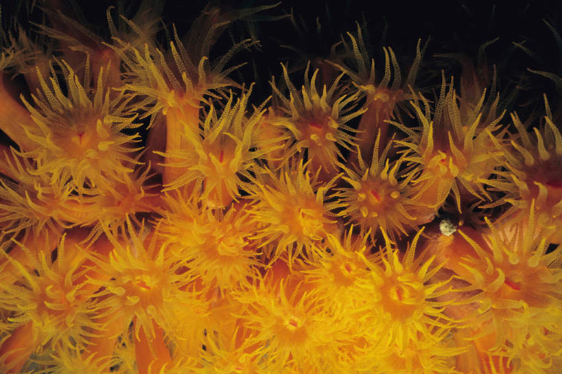 无人,横图,室外,白天,正面,旅游,度假,海底,水下,海浪,海洋,礁石,石头,美景,石子,景观,浪花,水底,娱乐,海洋生物,无脊椎动物,自然,海水,享受,休闲,橙色,景色,南美,放松,海底世界,腔肠动物,南美洲,荷属安的列斯,西印度群岛,拉丁美洲,自然风光,美洲,海景,荷属安的列斯群岛,亚美利加洲,南亚美利加洲,珊瑚虫,博内尔,大海,风浪,海,海床,海水的波动,礁,近岸浪,石块,岩石,涌浪,半身,彩图,炮仗花,橙杯珊瑚