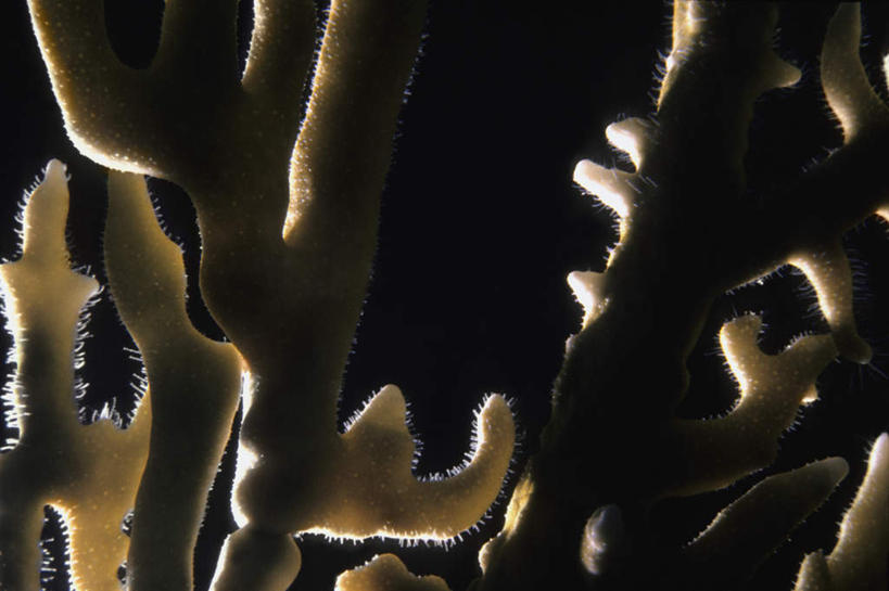 无人,横图,室外,白天,正面,旅游,度假,海底,水下,海浪,海洋,礁石,石头,美景,英国,欧洲,石子,景观,浪花,水底,背光,娱乐,海洋生物,无脊椎动物,自然,海水,享受,休闲,景色,放松,海底世界,腔肠动物,开曼群岛,西欧,自然风光,大不列颠,逆光,海景,大不列颠及北爱尔兰联合王国,大不列颠联合王国,日不落英帝国,珊瑚虫,凯门群岛,开曼岛,大海,风浪,海,海床,海水的波动,礁,近岸浪,石块,岩石,涌浪,半身,彩图,火珊瑚,两叉千孔珊瑚