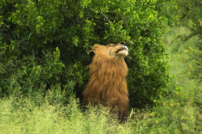 无人,动物园,坐,横图,室外,白天,旅游,度假,美景,森林,树林,植物,哺乳动物,野生动物,狮子,非洲,南非,景观,娱乐,树,树木,一只,背面,绿色,自然,动物,享受,休闲,景色,放松,生长,成长,国家公园,自然风光,凶猛,克鲁格国家公园,阿非利加洲,德兰士瓦省,南非共和国,残暴,凶残,坐着,彩图