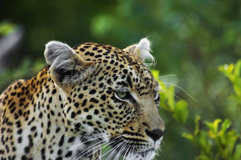 头,无人,动物园,站,横图,室外,特写,白天,侧面,旅游,度假,美景,森林,树林,植物,豹子,野生动物,非洲,南非,朦胧,模糊,景观,注视,娱乐,树,树木,一只,绿色,自然,动物,观察,看,站着,享受,休闲,景色,放松,生长,成长,观看,察看,国家公园,关注,自然风光,金钱豹,凶猛,克鲁格国家公园,阿非利加洲,文豹,德兰士瓦省,南非共和国,残暴,凶残,头部,花豹,豹,站立,半身,彩图