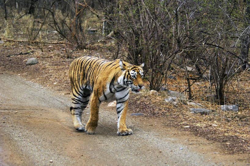 无人,站,横图,室外,白天,正面,旅游,度假,美景,森林,树林,植物,道路,路,哺乳动物,虎,野生动物,印度,亚洲,景观,小路,交通,注视,娱乐,树,树木,一只,绿色,自然,动物,观察,看,站着,享受,休闲,景色,放松,乡间小路,生长,成长,观看,察看,关注,自然风光,南亚,凶猛,华南虎,拉贾斯坦邦,拉贾斯坦,印度共和国,中国虎,残暴,凶残,老虎,站立,彩图,全身