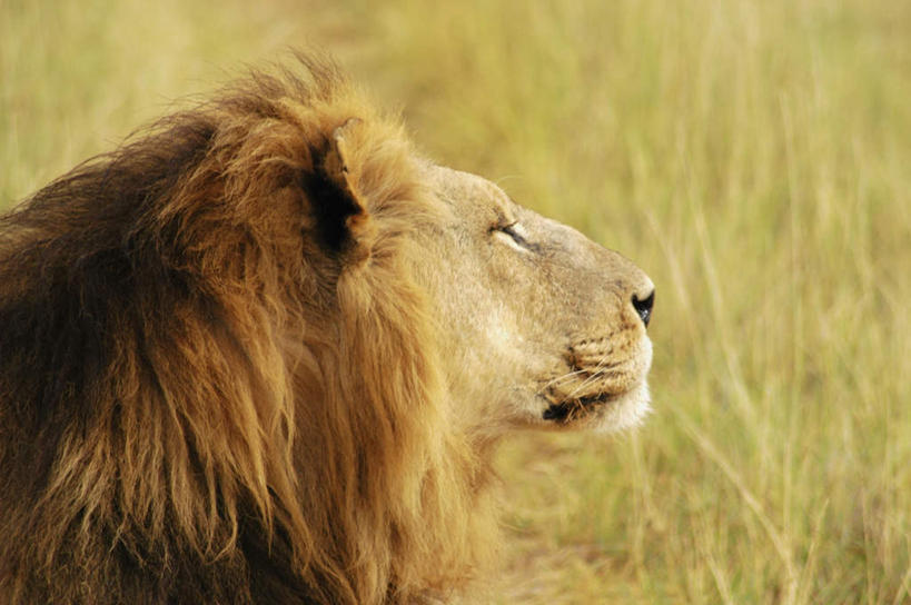 头,无人,坐,横图,室外,特写,白天,侧面,旅游,度假,美景,植物,哺乳动物,野生动物,狮子,非洲,博茨瓦纳,枯萎,景观,枯草,注视,娱乐,草,一只,黄色,自然,动物,观察,看,享受,休闲,景色,放松,观看,察看,关注,自然风光,凶猛,奥卡万戈三角洲,奥卡万戈沼泽,波札那,博茨瓦纳共和国,残暴,凶残,头部,坐着,半身,彩图