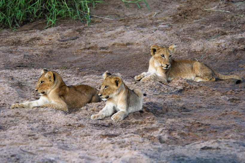 无人,动物园,坐,横图,俯视,室外,白天,旅游,度假,美景,植物,道路,路,哺乳动物,野生动物,狮子,非洲,南非,三只,枯萎,沙子,景观,小路,枯草,交通,注视,娱乐,草,黄色,自然,动物,观察,看,享受,休闲,景色,放松,乡间小路,观看,察看,国家公园,关注,自然风光,凶猛,克鲁格国家公园,阿非利加洲,德兰士瓦省,南非共和国,残暴,凶残,坐着,彩图,高角度拍摄,全身