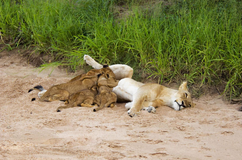 无人,动物园,躺,横图,室外,白天,正面,旅游,度假,草地,草坪,美景,植物,道路,路,哺乳动物,野生动物,狮子,非洲,南非,三只,沙子,景观,小路,交通,注视,娱乐,草,绿色,自然,动物,观察,看,享受,休闲,景色,放松,乡间小路,观看,察看,国家公园,关注,自然风光,凶猛,克鲁格国家公园,阿非利加洲,德兰士瓦省,南非共和国,卧着,残暴,凶残,躺着,卧,彩图,全身