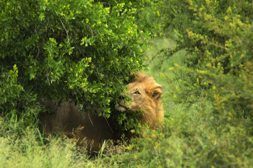 无人,动物园,坐,横图,室外,白天,正面,旅游,度假,草地,草坪,美景,植物,哺乳动物,野生动物,狮子,非洲,南非,景观,扭头,注视,娱乐,草,树,树木,一只,绿色,自然,动物,观察,看,转头,享受,休闲,景色,放松,生长,成长,观看,察看,国家公园,关注,自然风光,凶猛,克鲁格国家公园,阿非利加洲,德兰士瓦省,南非共和国,残暴,凶残,坐着,彩图,全身