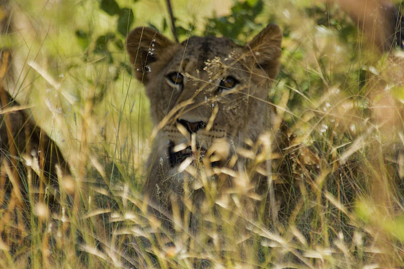 无人,坐,横图,室外,特写,白天,正面,旅游,度假,美景,森林,树林,植物,哺乳动物,野生动物,狮子,叶子,非洲,南非,朦胧,模糊,景观,绿叶,注视,娱乐,树,树木,一只,绿色,自然,动物,观察,看,享受,休闲,嫩叶,景色,放松,生长,成长,观看,察看,关注,自然风光,凶猛,阿非利加洲,南非共和国,林波波省,残暴,凶残,叶,叶片,坐着,半身,彩图