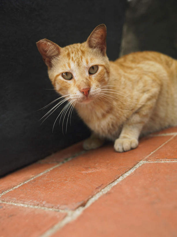 无人,蹲,竖图,室内,白天,正面,石头,道路,路,宠物,猫,石子,小路,交通,注视,一只,动物,观察,看,可爱,观看,察看,关注,猫咪,石块,蹲着,半身,彩图