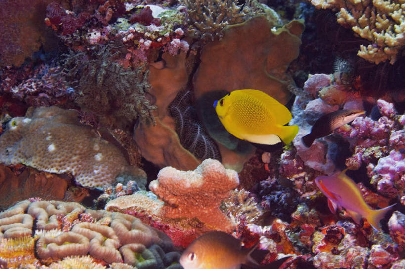 游泳,无人,横图,室外,白天,正面,旅游,度假,海底,水下,海浪,海洋,礁石,石头,美景,印度尼西亚,印尼,亚洲,鱼,石子,景观,浪花,水底,注视,娱乐,鱼类,海洋生物,无脊椎动物,自然,海水,观察,看,享受,休闲,景色,放松,海底世界,东南亚,观看,腔肠动物,察看,关注,自然风光,水生动物,水生物,海景,海底动物,印度尼西亚共和国,北苏拉威西省,苏拉威西岛,泅水,西里伯斯岛,珊瑚虫,拍浮,大海,风浪,海,海床,海水的波动,礁,近岸浪,石块,岩石,涌浪,彩图,全身,刺蝶鱼,额斑刺蝶鱼,女王神仙