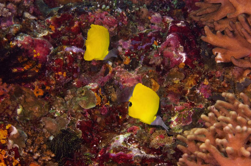 无人,横图,俯视,室外,白天,旅游,度假,海底,水下,海浪,海洋,礁石,石头,美景,热带鱼,印度尼西亚,印尼,亚洲,两条,鱼,石子,景观,浪花,水底,娱乐,鱼类,海洋生物,无脊椎动物,黄色,自然,海水,享受,休闲,景色,放松,海底世界,东南亚,腔肠动物,自然风光,水生动物,水生物,蝴蝶鱼,海景,海底动物,印度尼西亚共和国,北苏拉威西省,苏拉威西岛,西里伯斯岛,珊瑚虫,大海,风浪,海,海床,海水的波动,礁,近岸浪,石块,岩石,涌浪,彩图,高角度拍摄,全身,镊口鱼