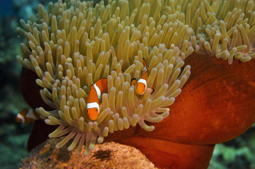 游泳,无人,横图,俯视,室外,白天,旅游,度假,海底,水下,海浪,海洋,礁石,石头,美景,巴布亚新几内亚,两条,鱼,石子,景观,浪花,水底,注视,娱乐,小丑鱼,鱼类,海洋生物,无脊椎动物,自然,海水,观察,看,享受,休闲,景色,放松,海底世界,观看,腔肠动物,察看,关注,自然风光,大洋洲,海葵鱼,海景,泅水,三带双锯鱼,双锯鱼,珊瑚虫,拍浮,巴布亚新几内亚独立国,大海,风浪,海,海床,海水的波动,礁,近岸浪,石块,岩石,涌浪,彩图,高角度拍摄,全身,透红小丑