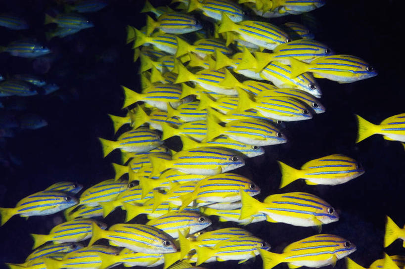 游泳,海鲜,无人,横图,室外,白天,侧面,旅游,度假,海底,水下,海浪,海洋,礁石,石头,美景,印度尼西亚,印尼,亚洲,许多,鱼,石子,景观,浪花,水底,很多,注视,娱乐,水产,鱼类,海洋生物,自然,海水,观察,看,享受,休闲,景色,放松,海底世界,东南亚,观看,察看,关注,自然风光,水生动物,海产品,笛鲷,水生物,海景,海底动物,印度尼西亚共和国,北苏拉威西省,苏拉威西岛,泅水,西里伯斯岛,拍浮,黄尾笛鲷,大海,风浪,海,海床,海水的波动,礁,近岸浪,石块,岩石,涌浪,半身,彩图