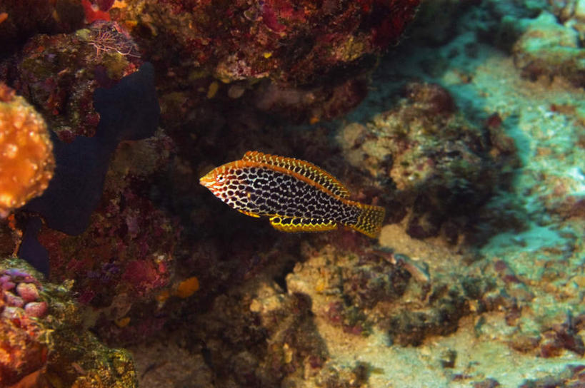 游泳,无人,横图,室外,白天,正面,旅游,度假,海底,水下,美景,印度尼西亚,印尼,亚洲,一条,鱼,珊瑚,景观,水底,娱乐,珊瑚礁,鱼类,海洋生物,自然,享受,休闲,景色,放松,海底世界,东南亚,自然风光,水生动物,水生物,海底动物,海底礁,印度尼西亚共和国,苏拉威西岛,泅水,隆头鱼,西里伯斯岛,拍浮,海床,礁,岩石,彩图,全身,珠斑大咽齿鱼,朱斑大咽齿鲷,石斑龙