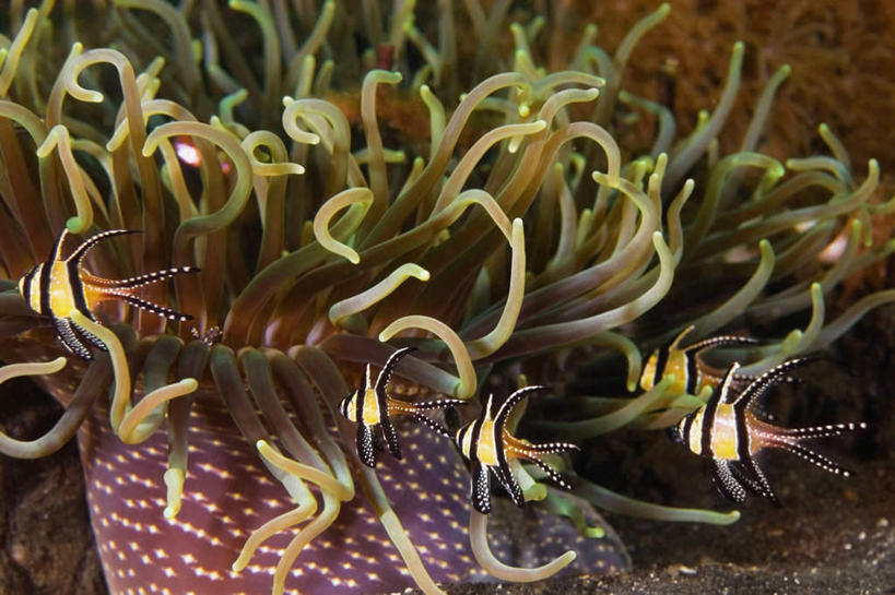 游泳,无人,横图,俯视,室外,白天,旅游,度假,海底,水下,美景,海葵,印度尼西亚,印尼,亚洲,景观,水底,娱乐,海洋生物,无脊椎动物,自然,享受,休闲,景色,放松,海底世界,东南亚,腔肠动物,自然风光,印度尼西亚共和国,苏拉威西岛,泅水,西里伯斯岛,拍浮,海床,彩图,高角度拍摄,全身