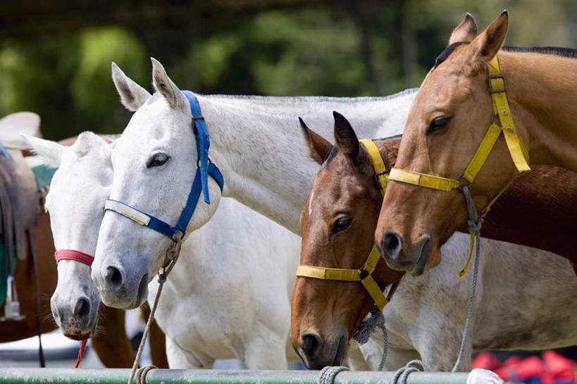 无人,站,横图,室外,白天,侧面,美景,植物,马,野生动物,一排,朦胧,模糊,整齐,景观,五匹,树,树木,排列,绿色,自然,动物,站着,景色,运输,牲畜,生长,成长,队列,自然风光,站立,半身,彩图