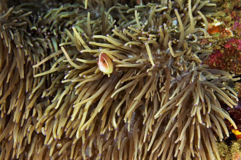 无人,横图,室外,白天,正面,旅游,度假,海底,水下,美景,海葵,印度尼西亚,印尼,亚洲,景观,水底,娱乐,海洋生物,无脊椎动物,一只,自然,享受,休闲,景色,放松,海底世界,东南亚,腔肠动物,自然风光,印度尼西亚共和国,苏拉威西岛,西里伯斯岛,海床,彩图,全身