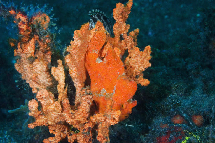 无人,横图,室外,白天,正面,旅游,度假,海底,水下,美景,印度尼西亚,印尼,亚洲,海绵,景观,水底,娱乐,海洋生物,一只,自然,享受,休闲,橙色,景色,放松,海底世界,东南亚,自然风光,水生动物,水生物,海底动物,印度尼西亚共和国,苏拉威西岛,多孔动物,西里伯斯岛,海床,彩图,全身