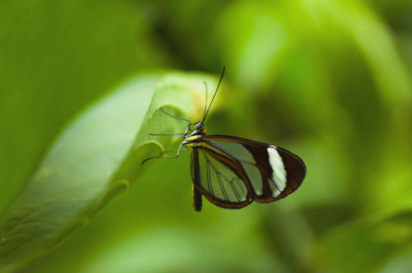 无人,横图,俯视,室外,特写,白天,旅游,度假,美景,植物,蝴蝶,叶子,朦胧,模糊,昆虫,纹理,景观,绿叶,停留,娱乐,一只,绿色,自然,动物,享受,休闲,嫩叶,景色,放松,蛱蝶,停止,自然风光,益虫,肌理,四足蝶,逗留,停顿,透翅蝶,叶,叶片,叶脉,彩图,高角度拍摄,全身
