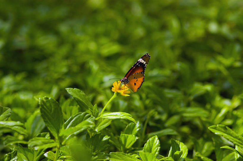 无人,横图,俯视,室外,特写,白天,旅游,度假,美景,蝴蝶,叶子,伸展,张开,展翅,阴影,朦胧,模糊,光线,翅膀,昆虫,影子,景观,绿叶,停留,娱乐,一只,阳光,自然,动物,享受,休闲,嫩叶,景色,放松,停止,自然风光,益虫,张开翅膀,逗留,停顿,虎凤蝶,展开翅膀,叶,叶片,彩图,高角度拍摄,全身