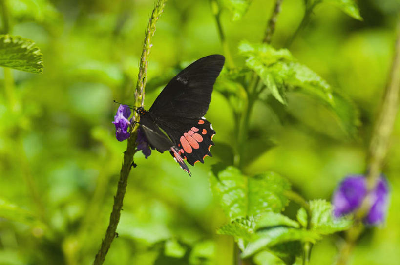 无人,横图,室外,特写,白天,侧面,旅游,度假,美景,蝴蝶,叶子,朦胧,模糊,盛开,昆虫,景观,绿叶,花蕾,停留,娱乐,花,花瓣,花朵,鲜花,一只,紫色,自然,动物,花苞,花蕊,享受,休闲,嫩叶,景色,放松,凤蝶,停止,自然风光,益虫,凤子蝶,橘狗,逗留,停顿,叶,叶片,彩图,全身,红斑麝香凤蝶
