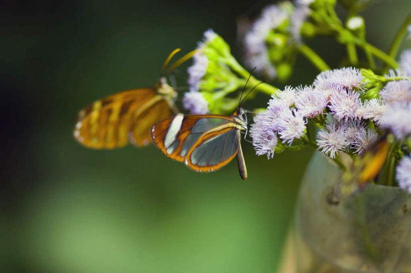 无人,横图,俯视,室外,特写,白天,旅游,度假,美景,植物,蝴蝶,叶子,朦胧,模糊,盛开,昆虫,纹理,景观,绿叶,花蕾,停留,娱乐,花,花瓣,花朵,鲜花,一只,绿色,自然,动物,花苞,花蕊,享受,休闲,嫩叶,景色,放松,蛱蝶,停止,自然风光,益虫,肌理,四足蝶,逗留,停顿,透翅蝶,叶,叶片,叶脉,彩图,高角度拍摄,全身