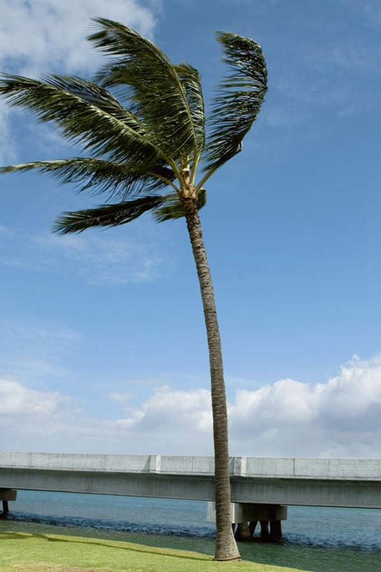 无人,竖图,室外,白天,正面,旅游,度假,草地,草坪,岛屿,海浪,海洋,美景,植物,棕榈树,叶子,椅子,夏威夷,美国,阴影,光线,影子,躺椅,景观,浪花,云,云朵,绿叶,云彩,娱乐,草,树,树木,蓝色,绿色,白云,蓝天,天空,阳光,自然,海水,天,享受,休闲,嫩叶,石椅,景色,放松,生长,晴朗,成长,北美,北美洲,珍珠港,自然风光,美洲,海景,棕榈叶,瓦胡岛,欧胡岛,欧湖岛,夏威夷州,爱洛哈之州,北亚美利加洲,亚美利加洲,聚集之岛,叶,叶片,大海,风浪,海,海水的波动,近岸浪,列岛,群岛,涌浪,诸岛,晴空,彩图