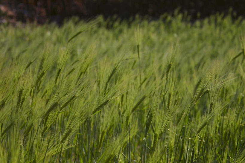 无人,农田,横图,室外,白天,正面,旅游,度假,庄稼,农作物,小麦,美景,尼泊尔,亚洲,阴影,朦胧,模糊,新鲜,光线,影子,景观,谷物,麦田,娱乐,绿色,阳光,自然,享受,休闲,景色,放松,麦子,青春,生命,自然风光,南亚,和平,安详,安纳普尔纳峰,尼泊尔王国,冷色,库塘峰,彩图,耕地,庄稼田