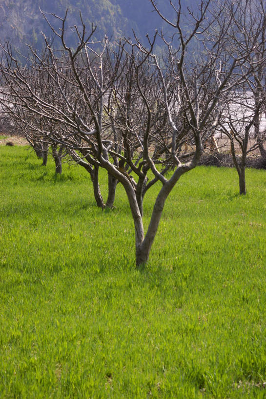 无人,竖图,室外,白天,正面,旅游,度假,草地,草坪,美景,植物,尼泊尔,亚洲,阴影,光线,影子,景观,枝条,娱乐,草,树,树木,树枝,阳光,自然,享受,休闲,景色,放松,自然风光,南亚,喜马拉雅山脉,安纳普尔纳峰,尼泊尔王国,喜马拉雅山,喜马拉雅,虬枝,枝杈,库塘峰,彩图