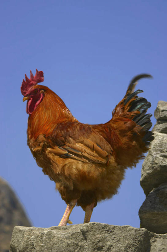 无人,站,竖图,室外,白天,仰视,石头,美景,鸡,尼泊尔,亚洲,阴影,光线,石子,影子,景观,注视,家禽,一只,蓝色,蓝天,天空,阳光,自然,动物,天,观察,看,站着,景色,牲畜,晴朗,观看,察看,关注,自然风光,南亚,万里无云,喜马拉雅山脉,安纳普尔纳峰,尼泊尔王国,喜马拉雅山,喜马拉雅,库塘峰,石块,岩石,晴空,晴空万里,站立,彩图,低角度拍摄,全身
