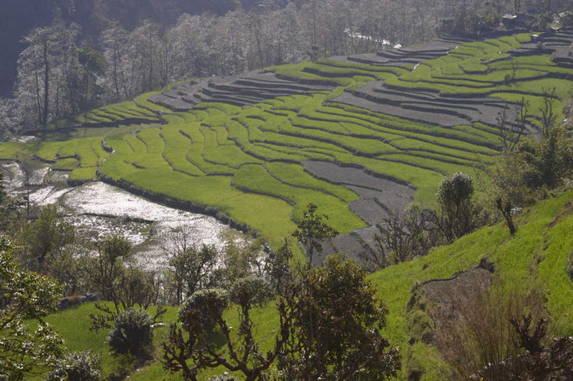 无人,农田,横图,俯视,室外,白天,旅游,度假,庄稼,梯田,农作物,草地,草坪,美景,山,山脉,植物,尼泊尔,亚洲,阴影,曲折,弯曲,光线,影子,景观,山峰,山峦,娱乐,草,树,树木,绿色,阳光,自然,群山,享受,休闲,景色,放松,蜿蜒,生长,成长,自然风光,南亚,喜马拉雅山脉,安纳普尔纳峰,尼泊尔王国,喜马拉雅山,喜马拉雅,库塘峰,彩图,高角度拍摄,耕地,庄稼田