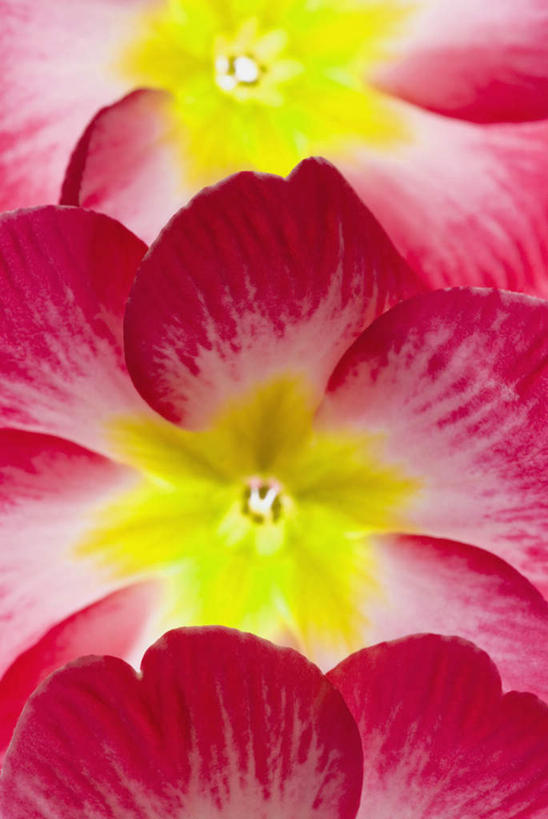 无人,竖图,室内,特写,白天,正面,报春花,朦胧,模糊,盛开,花蕾,花,花瓣,花朵,鲜花,红色,花苞,花蕊,成熟,青春,盼望,樱草,德国报春,德国报春花,欧洲报春花,欧洲樱草,西洋樱草,孤寂,年景花,四季报春,彩图