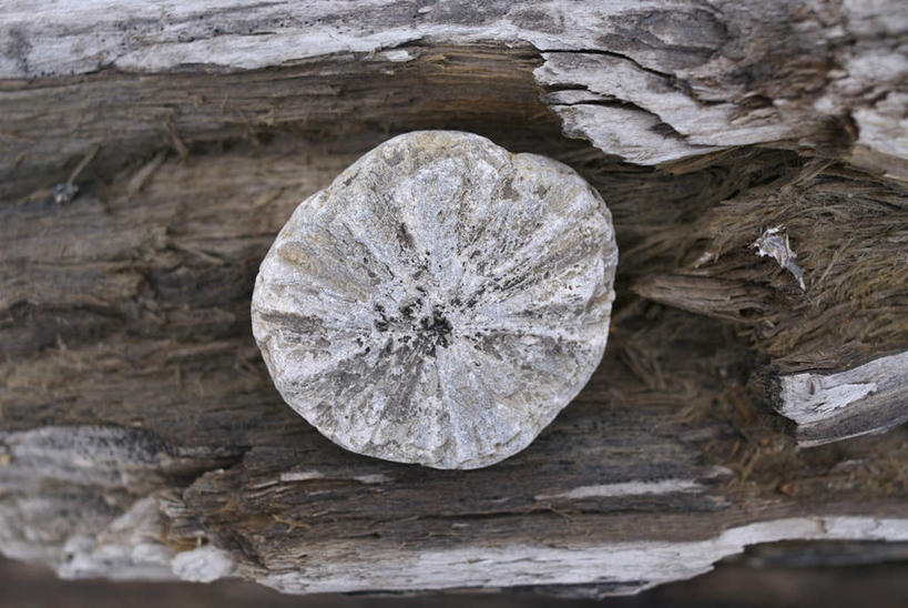 无人,横图,室外,特写,白天,正面,美景,阴影,光线,纹路,纹理,影子,景观,树皮,阳光,自然,景色,自然风光,肌理,彩图