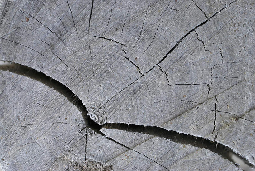 无人,横图,俯视,室外,特写,白天,美景,阴影,光线,影子,景观,树桩,年轮,破坏,破损,树,树干,阳光,自然,木桩,景色,损坏,自然风光,彩图,高角度拍摄