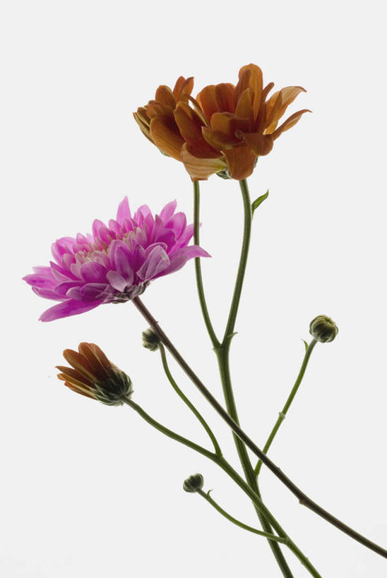 无人,竖图,室内,特写,白天,白色背景,正面,四朵,阴影,盛开,反射,影子,花蕾,花,花瓣,花朵,鲜花,粉色,黄色,花苞,花蕊,摄影,影棚,彩图,影棚拍摄,拍摄