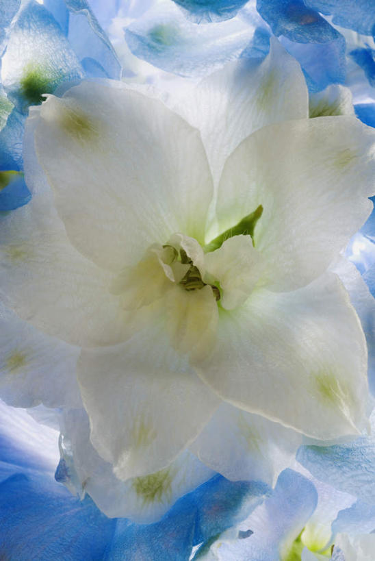 无人,竖图,室内,特写,白天,正面,阴影,盛开,反射,影子,花蕾,花,花瓣,花朵,鲜花,两朵,白色,花苞,花蕊,夹竹桃,柳叶桃,半年红,彩图