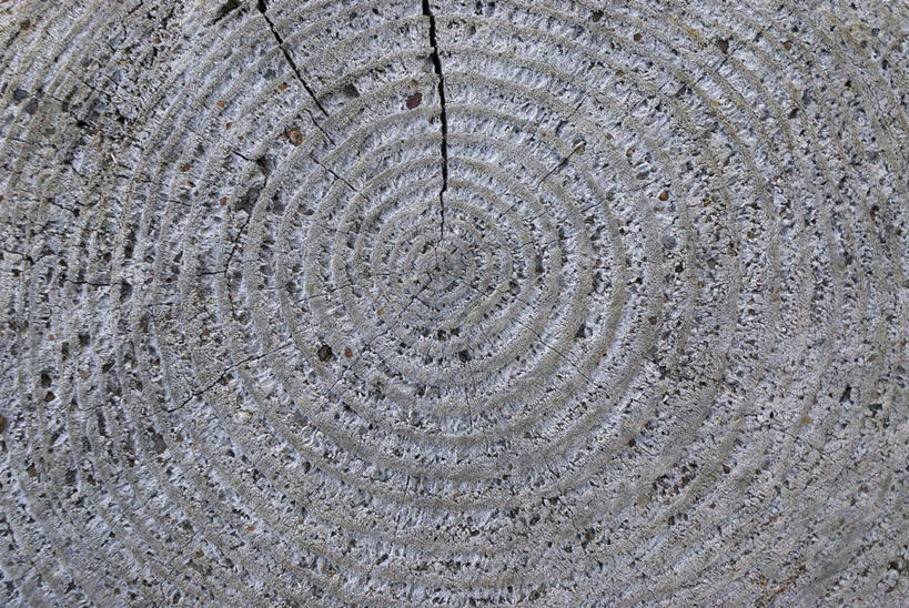 无人,横图,俯视,室外,特写,白天,纹路,圆形,螺旋,纹理,树桩,年轮,破坏,破损,树,树干,木桩,损坏,肌理,彩图,高角度拍摄