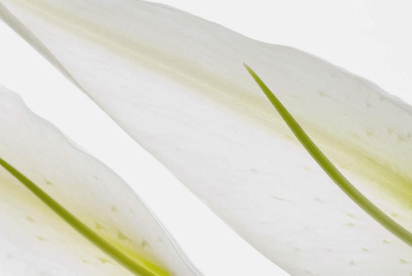 无人,横图,室内,特写,白天,白色背景,正面,微距,阴影,盛开,反射,影子,花蕾,花,花瓣,花朵,鲜花,白色,花苞,花蕊,摄影,影棚,高雅,淡泊,花中君子,热带兰,洋兰,兰花,彩图,微距摄影,影棚拍摄,拍摄