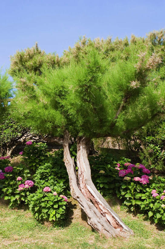 无人,竖图,室外,白天,正面,旅游,度假,草地,草坪,美景,植物,法国,欧洲,阴影,盛开,光线,影子,景观,花蕾,娱乐,草,花,花瓣,花朵,鲜花,树,树木,蓝色,绿色,蓝天,天空,阳光,自然,天,花苞,花蕊,享受,休闲,景色,放松,生长,晴朗,成长,自然风光,万里无云,法兰西共和国,比亚里茨,阿基坦,法兰西第五共和国,晴空,晴空万里,彩图