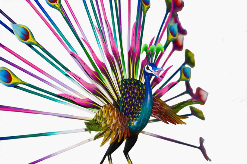 无人,横图,室内,特写,白天,白色背景,正面,孔雀,鸟,野生动物,静物,雕塑,艺术,装饰,鲜艳,鸟类,雕刻,雕像,美丽,漂亮,一只,动物,工艺品,可爱,摄影,活泼,影棚,纪念,保护,美术,吉祥,优美,主题,华贵,善良,防御,艳丽,孔雀开屏,陈列,功能,美学,越鸟,百鸟之王,示威,斑斓,瑰丽,娇艳,锦绣,奇丽,求偶,半身,彩图,影棚拍摄,拍摄