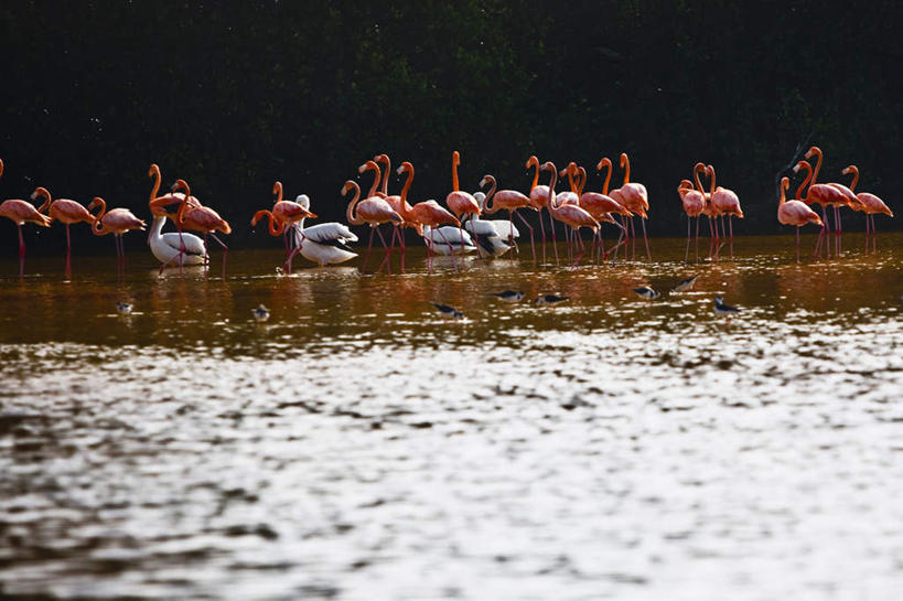 无人,站,横图,室外,白天,正面,旅游,度假,河流,美景,水,鸟,墨西哥,一群,许多,鸟类,河水,景观,水流,很多,注视,娱乐,倒影,自然,观察,看,站着,享受,休闲,景色,放松,观看,察看,倒映,北美,北美洲,关注,自然风光,美洲,尤卡坦半岛,尤卡坦州,北亚美利加洲,亚美利加洲,墨西哥合众国,仙人掌王国,加敦半岛,犹加敦,反照,站立,半身,彩图