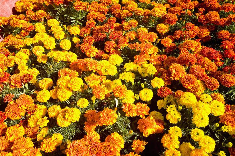 无人,横图,俯视,室外,特写,白天,花海,花圃,美景,植物,叶子,墨西哥,许多,盛开,景观,很多,花蕾,花,花瓣,花朵,花卉,鲜花,黄色,绿色,自然,花丛,花束,花田,花苞,花蕊,橙色,景色,北美,北美洲,自然风光,美洲,霍奇米尔科,北亚美利加洲,亚美利加洲,墨西哥合众国,仙人掌王国,彩图,高角度拍摄