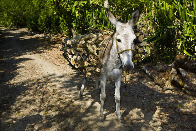 无人,走,横图,室外,白天,正面,旅游,度假,美景,森林,树林,植物,道路,路,墨西哥,阴影,光线,影子,景观,小路,交通,注视,娱乐,树,树木,一只,绿色,阳光,自然,动物,观察,看,享受,休闲,家畜,景色,放松,牲畜,乡间小路,生长,成长,观看,察看,北美,北美洲,关注,自然风光,美洲,驴,韦拉克鲁斯,韦拉克鲁斯州,北亚美利加洲,亚美利加洲,墨西哥合众国,仙人掌王国,维拉克鲁斯,维拉克鲁斯州,驴子,步行,散步,走路,彩图,全身