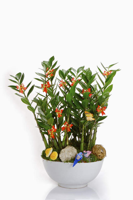 无人,竖图,室内,特写,白天,白色背景,正面,石头,植物,桌面,桌子,叶子,阴影,反射,木制,盆栽,石子,纹理,影子,绿叶,盆景,一个,绿色,自然,木制品,嫩叶,鹅卵石,摄影,影棚,生长,单个,成长,按摩石,肌理,叶,叶片,叶脉,石块,彩图,影棚拍摄,拍摄,金币树,金钱树,龙凤木,雪铁芋,泽米叶天南星