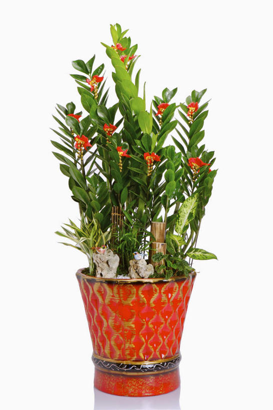 无人,竖图,室内,特写,白天,白色背景,正面,石头,植物,桌面,桌子,叶子,阴影,反射,木制,盆栽,石子,纹理,影子,绿叶,盆景,一个,绿色,自然,木制品,嫩叶,鹅卵石,摄影,影棚,生长,单个,成长,按摩石,肌理,叶,叶片,叶脉,石块,彩图,影棚拍摄,拍摄,金币树,金钱树,龙凤木,雪铁芋,泽米叶天南星