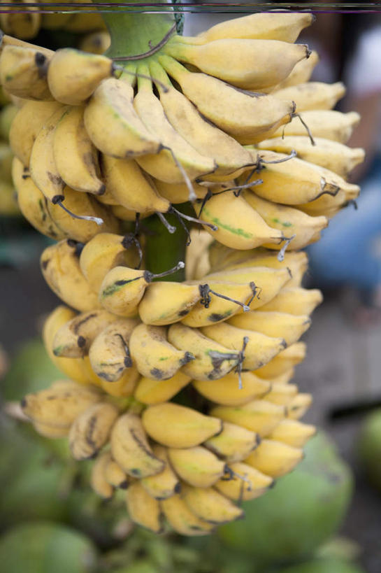 无人,竖图,室外,特写,白天,正面,纯洁,香蕉,水果,朦胧,模糊,新鲜,盛开,生食,食品,果实,美丽,花蕾,花,花瓣,花朵,鲜花,食物,花苞,花蕊,有机食品,绿色食品,庄重,含蓄,高洁,含笑花,含笑梅,香蕉花,矜持,唐黄心树,甘蕉,彩图