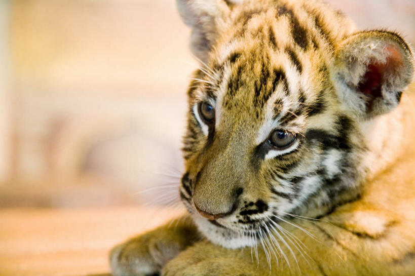 头,无人,横图,室外,特写,白天,正面,哺乳动物,虎,野生动物,印度尼西亚,印尼,亚洲,朦胧,模糊,注视,一只,动物,观察,看,巴厘岛,东南亚,观看,察看,关注,凶猛,印度尼西亚共和国,巴厘省,残暴,凶残,头部,老虎,半身,彩图