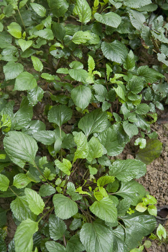 无人,竖图,俯视,室内,特写,白天,植物,叶子,新鲜,纹理,绿叶,草药,药草,中药,绿色,嫩叶,青春,生命,药材,中草药,和平,安详,中药材,本草,华鼠尾草,肌理,冷色,叶,叶片,叶脉,彩图,高角度拍摄,半支莲,活血草,石打穿,石见穿,紫参,月下红